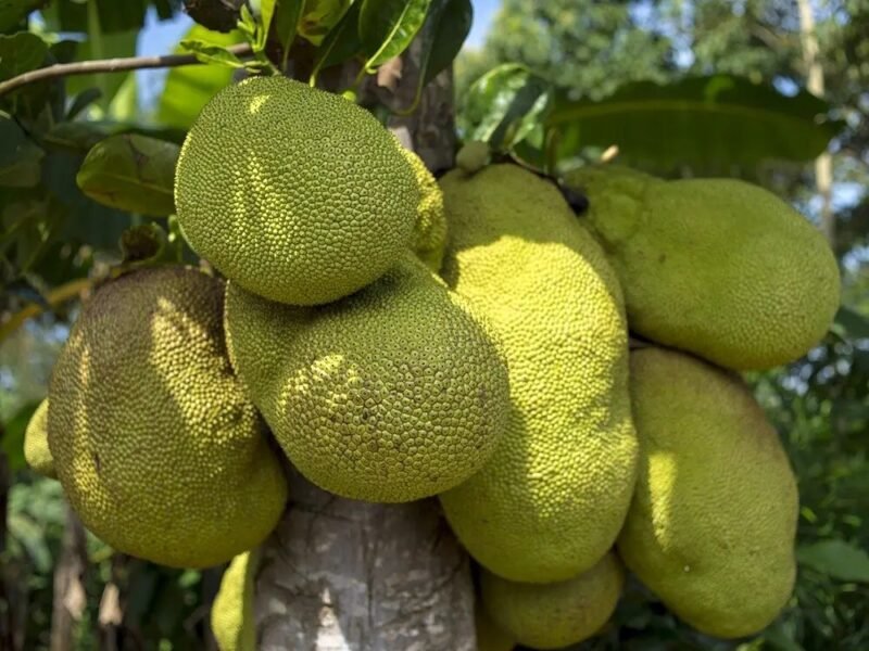 Jackfruit - Image 2